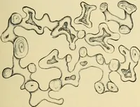 An illustration from The microscopy of vegetable foods, with special reference to the detection of adulteration and the diagnosis of mixtures (1916)