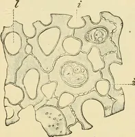 An illustration from The microscopy of vegetable foods, with special reference to the detection of adulteration and the diagnosis of mixtures (1916)
