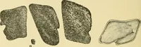 An illustration from The microscopy of vegetable foods, with special reference to the detection of adulteration and the diagnosis of mixtures (1916)