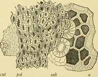 An illustration from The microscopy of vegetable foods, with special reference to the detection of adulteration and the diagnosis of mixtures (1916)