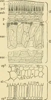 An illustration from The microscopy of vegetable foods, with special reference to the detection of adulteration and the diagnosis of mixtures (1916)