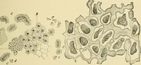 An illustration from The microscopy of vegetable foods, with special reference to the detection of adulteration and the diagnosis of mixtures (1916)
