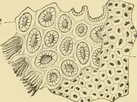 An illustration from The microscopy of vegetable foods, with special reference to the detection of adulteration and the diagnosis of mixtures (1916)
