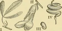 An illustration from The microscopy of vegetable foods, with special reference to the detection of adulteration and the diagnosis of mixtures (1916)