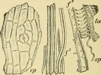 An illustration from The microscopy of vegetable foods, with special reference to the detection of adulteration and the diagnosis of mixtures (1916)