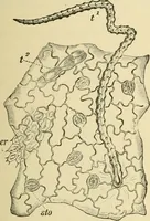 An illustration from The microscopy of vegetable foods, with special reference to the detection of adulteration and the diagnosis of mixtures (1916)