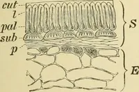 An illustration from The microscopy of vegetable foods, with special reference to the detection of adulteration and the diagnosis of mixtures (1916)
