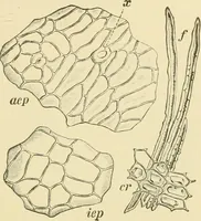 An illustration from The microscopy of vegetable foods, with special reference to the detection of adulteration and the diagnosis of mixtures (1916)