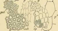 An illustration from The microscopy of vegetable foods, with special reference to the detection of adulteration and the diagnosis of mixtures (1916)