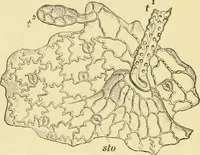 An illustration from The microscopy of vegetable foods, with special reference to the detection of adulteration and the diagnosis of mixtures (1916)