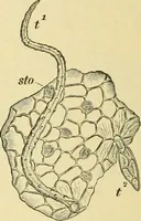 An illustration from The microscopy of vegetable foods, with special reference to the detection of adulteration and the diagnosis of mixtures (1916)