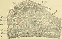 An illustration from The microscopy of vegetable foods, with special reference to the detection of adulteration and the diagnosis of mixtures (1916)