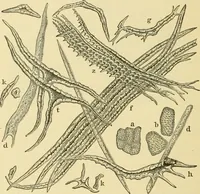 An illustration from The microscopy of vegetable foods, with special reference to the detection of adulteration and the diagnosis of mixtures (1916)