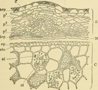 An illustration from The microscopy of vegetable foods, with special reference to the detection of adulteration and the diagnosis of mixtures (1916)