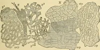 An illustration from The microscopy of vegetable foods, with special reference to the detection of adulteration and the diagnosis of mixtures (1916)