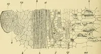 An illustration from The microscopy of vegetable foods, with special reference to the detection of adulteration and the diagnosis of mixtures (1916)