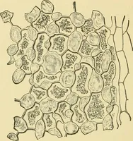 An illustration from The microscopy of vegetable foods, with special reference to the detection of adulteration and the diagnosis of mixtures (1916)