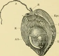 An illustration from The microscopy of vegetable foods, with special reference to the detection of adulteration and the diagnosis of mixtures (1916)