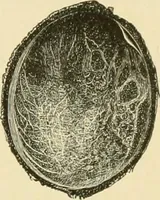 An illustration from The microscopy of vegetable foods, with special reference to the detection of adulteration and the diagnosis of mixtures (1916)