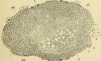 An illustration from The microscopy of vegetable foods, with special reference to the detection of adulteration and the diagnosis of mixtures (1916)