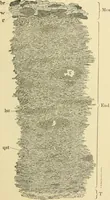 An illustration from The microscopy of vegetable foods, with special reference to the detection of adulteration and the diagnosis of mixtures (1916)