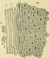 An illustration from The microscopy of vegetable foods, with special reference to the detection of adulteration and the diagnosis of mixtures (1916)
