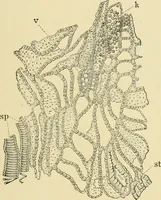 An illustration from The microscopy of vegetable foods, with special reference to the detection of adulteration and the diagnosis of mixtures (1916)