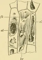 An illustration from The microscopy of vegetable foods, with special reference to the detection of adulteration and the diagnosis of mixtures (1916)