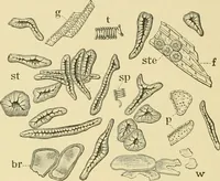 An illustration from The microscopy of vegetable foods, with special reference to the detection of adulteration and the diagnosis of mixtures (1916)