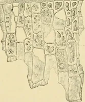 An illustration from The microscopy of vegetable foods, with special reference to the detection of adulteration and the diagnosis of mixtures (1916)