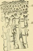 An illustration from The microscopy of vegetable foods, with special reference to the detection of adulteration and the diagnosis of mixtures (1916)