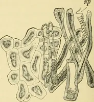 An illustration from The microscopy of vegetable foods, with special reference to the detection of adulteration and the diagnosis of mixtures (1916)