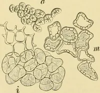 An illustration from The microscopy of vegetable foods, with special reference to the detection of adulteration and the diagnosis of mixtures (1916)