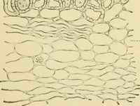 An illustration from The microscopy of vegetable foods, with special reference to the detection of adulteration and the diagnosis of mixtures (1916)