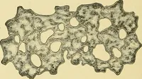 An illustration from The microscopy of vegetable foods, with special reference to the detection of adulteration and the diagnosis of mixtures (1916)