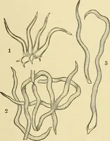 An illustration from The microscopy of vegetable foods, with special reference to the detection of adulteration and the diagnosis of mixtures (1916)