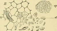 An illustration from The microscopy of vegetable foods, with special reference to the detection of adulteration and the diagnosis of mixtures (1916)