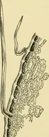 An illustration from The microscopy of vegetable foods, with special reference to the detection of adulteration and the diagnosis of mixtures (1916)