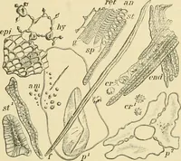 An illustration from The microscopy of vegetable foods, with special reference to the detection of adulteration and the diagnosis of mixtures (1916)