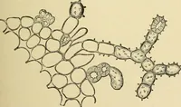An illustration from The microscopy of vegetable foods, with special reference to the detection of adulteration and the diagnosis of mixtures (1916)