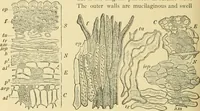 An illustration from The microscopy of vegetable foods, with special reference to the detection of adulteration and the diagnosis of mixtures (1916)