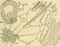 An illustration from The microscopy of vegetable foods, with special reference to the detection of adulteration and the diagnosis of mixtures (1916)