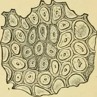 An illustration from The microscopy of vegetable foods, with special reference to the detection of adulteration and the diagnosis of mixtures (1916)