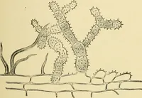 An illustration from The microscopy of vegetable foods, with special reference to the detection of adulteration and the diagnosis of mixtures (1916)