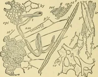 An illustration from The microscopy of vegetable foods, with special reference to the detection of adulteration and the diagnosis of mixtures (1916)