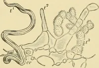 An illustration from The microscopy of vegetable foods, with special reference to the detection of adulteration and the diagnosis of mixtures (1916)