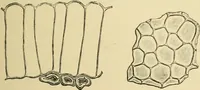 An illustration from The microscopy of vegetable foods, with special reference to the detection of adulteration and the diagnosis of mixtures (1916)