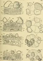 An illustration from The microscopy of vegetable foods, with special reference to the detection of adulteration and the diagnosis of mixtures (1916)