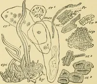An illustration from The microscopy of vegetable foods, with special reference to the detection of adulteration and the diagnosis of mixtures (1916)