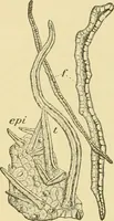 An illustration from The microscopy of vegetable foods, with special reference to the detection of adulteration and the diagnosis of mixtures (1916)
